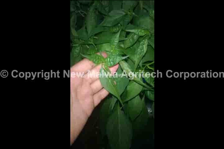 viricide for chilli leaf curl virus india
